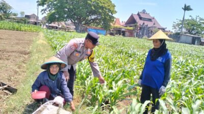 Bhabinkamtibmas Semampir Dampingi Petani, Dorong Produktivitas Jagung untuk Dukung Swasembada Pangan