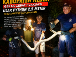 Damkar Kabupaten Kediri Gerak Cepat Evakuasi Ular Python 2,5 Meter di Rumah Warga Plemahan