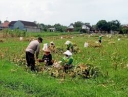 Bhabinkamtibmas Mrican Dampingi Petani Panen Jagung, Dukung Ketahanan Pangan