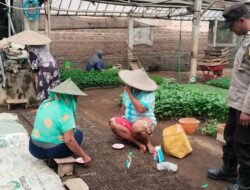 Polsek Kepung Dampingi Petani, Perawatan Cabai Jadi Bagian Ketahanan Pangan