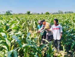 Bhabinkamtibmas Semampir Dampingi Petani, Dorong Ketahanan Pangan dan Swasembada Jagung