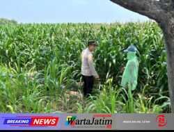 Kapolsek Kunjang Turun ke Lahan, Dampingi Petani Rawat Jagung