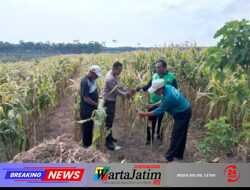 Produktivitas Jagung Manggis Jadi Perhatian, Polsek Ngancar Turun ke Lahan