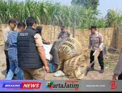 Polsek Kandat Gerak Cepat Gerebek Dugaan Perjudian Sabung Ayam