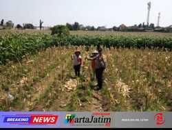 Bhabinkamtibmas Banjarmlati Dampingi Petani Panen Jagung, Dukung Ketahanan Pangan di Kota Kediri