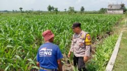 Dukung program Ketahanan Pangan, Polsek Ngadiluwih Dampingi dan Edukasi Hama ke Kelompok Tani