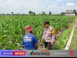 Dukung program Ketahanan Pangan, Polsek Ngadiluwih Dampingi dan Edukasi Hama ke Kelompok Tani