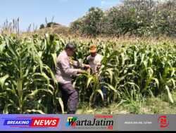 Bhabinkamtibmas Semampir Cek Tanaman Jagung, Dorong Petani Dukung Swasembada Pangan