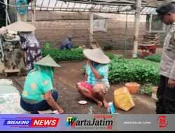 Rawat Bibit Cabai Bersama Petani, Bhabinkamtibmas Brumbung Dukung Ketahanan Pangan