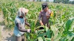 Polsek Pagu Dampingi Petani Jagung, Bahas Hama dan Gulma