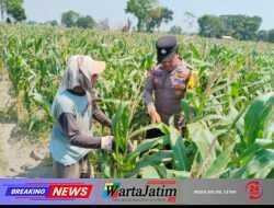 Polsek Pagu Dampingi Petani Jagung, Bahas Hama dan Gulma