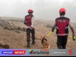Unit Polsatwa Ditsamapta Polda Sumbar Turunkan K9 Spesifikasi SAR Telusuri Jalur Air Bah