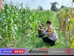 Petani Rembang Hadapi Hama dan Gulma, Bhabinkamtibmas Ikut Turun ke Lahan