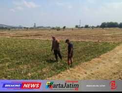 Bhabinkamtibmas Sukorame Dampingi Petani Jagung, Dorong Ketahanan Pangan Menuju Swasembada