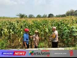 Rawat Tanaman hingga Panen, Bhabinkamtibmas Dampingi Petani di Badal