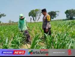 Tak Berhenti di Masa Tanam, Polisi Dampingi Petani Jagung di Menang