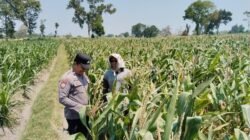Polsek Pagu Dampingi Petani Jagung Sitimerto Hadapi Hama dan Gulma