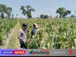 Polsek Pagu Dampingi Petani Jagung Sitimerto Hadapi Hama dan Gulma