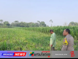 Jaga Produksi Pangan Desa, Polsek Wates Dukung Budidaya Jagung