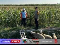 Polres Kediri Perkuat Pendampingan Petani, Gangguan Tanaman Dipantau Sejak Awal