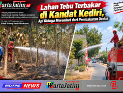 Lahan Tebu Terbakar di Kandat Kediri, Api Diduga Merembet dari Pembakaran Daduk