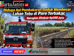 Diduga Api Pembakaran Daduk Membesar, Lahan Tebu di Pare Terbakar, Kerugian Ditaksir Rp500 Juta