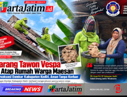 Sarang Tawon Vespa di Atap Rumah Warga Maesan Dievakuasi Damkar Kabupaten Kediri, Aman Tanpa Korban