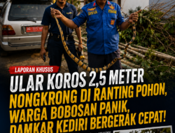 Ular Koros 2,5 Meter Nongkrong di Ranting Pohon, Warga Bobosan Panik, Damkar Kediri Bergerak Cepat!