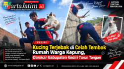 Kucing Terjebak di Celah Tembok Rumah Warga Kepung, Damkar Kabupaten Kediri Turun Tangan