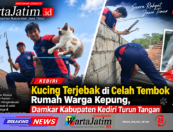 Kucing Terjebak di Celah Tembok Rumah Warga Kepung, Damkar Kabupaten Kediri Turun Tangan