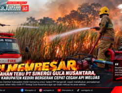 Api Membesar di Lahan Tebu PT Sinergi Gula Nusantara, Damkar Kabupaten Kediri Bergerak Cepat Cegah Api Meluas