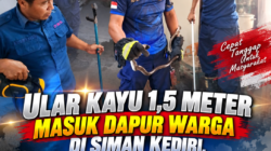 Ular Kayu 1,5 Meter Masuk Dapur Warga di Siman Kediri, Damkar Bergerak Cepat Lakukan Evakuasi