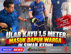 Ular Kayu 1,5 Meter Masuk Dapur Warga di Siman Kediri, Damkar Bergerak Cepat Lakukan Evakuasi
