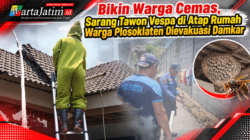 Bikin Warga Cemas, Sarang Tawon Vespa di Atap Rumah Warga Plosoklaten Dievakuasi Damkar