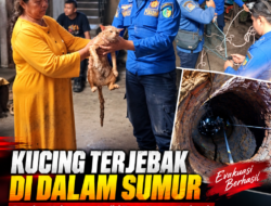 Kucing Terjebak di Dalam Sumur, Damkar Kabupaten Kediri Turun Tangan Evakuasi
