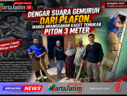 Dengar Suara Gemuruh dari Plafon, Warga Branggahan Kaget Temukan Piton 3 Meter