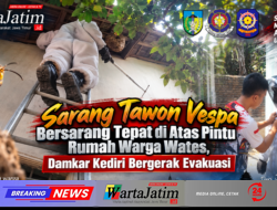 Sarang Tawon Vespa Bersarang Tepat di Atas Pintu Rumah Warga Wates, Damkar Kediri Bergerak Evakuasi