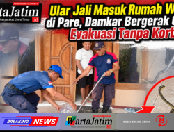 Ular Jali Masuk Rumah Warga di Pare, Damkar Bergerak Cepat Evakuasi Tanpa Korban