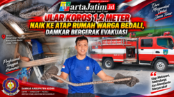 Ular Koros 1,2 Meter Naik ke Atap Rumah Warga Bedali, Damkar Bergerak Evakuasi