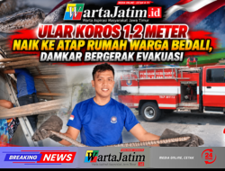 Ular Koros 1,2 Meter Naik ke Atap Rumah Warga Bedali, Damkar Bergerak Evakuasi