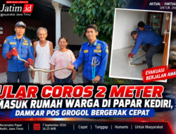Ular Coros 2 Meter Masuk Rumah Warga di Papar Kediri, Damkar Pos Grogol Bergerak Cepat