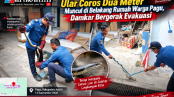 Ular Coros Dua Meter Muncul di Belakang Rumah Warga Pagu, Damkar Bergerak Evakuasi