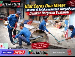 Ular Coros Dua Meter Muncul di Belakang Rumah Warga Pagu, Damkar Bergerak Evakuasi