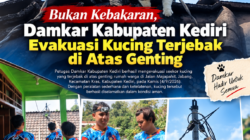 Bukan Kebakaran, Damkar Kabupaten Kediri Evakuasi Kucing Terjebak di Atas Genting