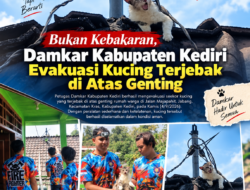 Bukan Kebakaran, Damkar Kabupaten Kediri Evakuasi Kucing Terjebak di Atas Genting