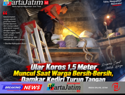 Ular Koros 1,5 Meter Muncul Saat Warga Bersih-Bersih, Damkar Kediri Turun Tangan