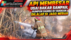 Api Membesar Usai Bakar Sampah, Rumpun Bambu di Tarokan Dilalap Si Jago Merah