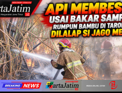 Api Membesar Usai Bakar Sampah, Rumpun Bambu di Tarokan Dilalap Si Jago Merah