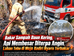 Bakar Sampah Daun Kering, Api Membesar Diterpa Angin, Lahan Tebu di Mojo Kediri Nyaris Terbakar