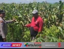 Jaga Pertumbuhan Jagung, Polisi Kediri Dampingi Petani Gurah